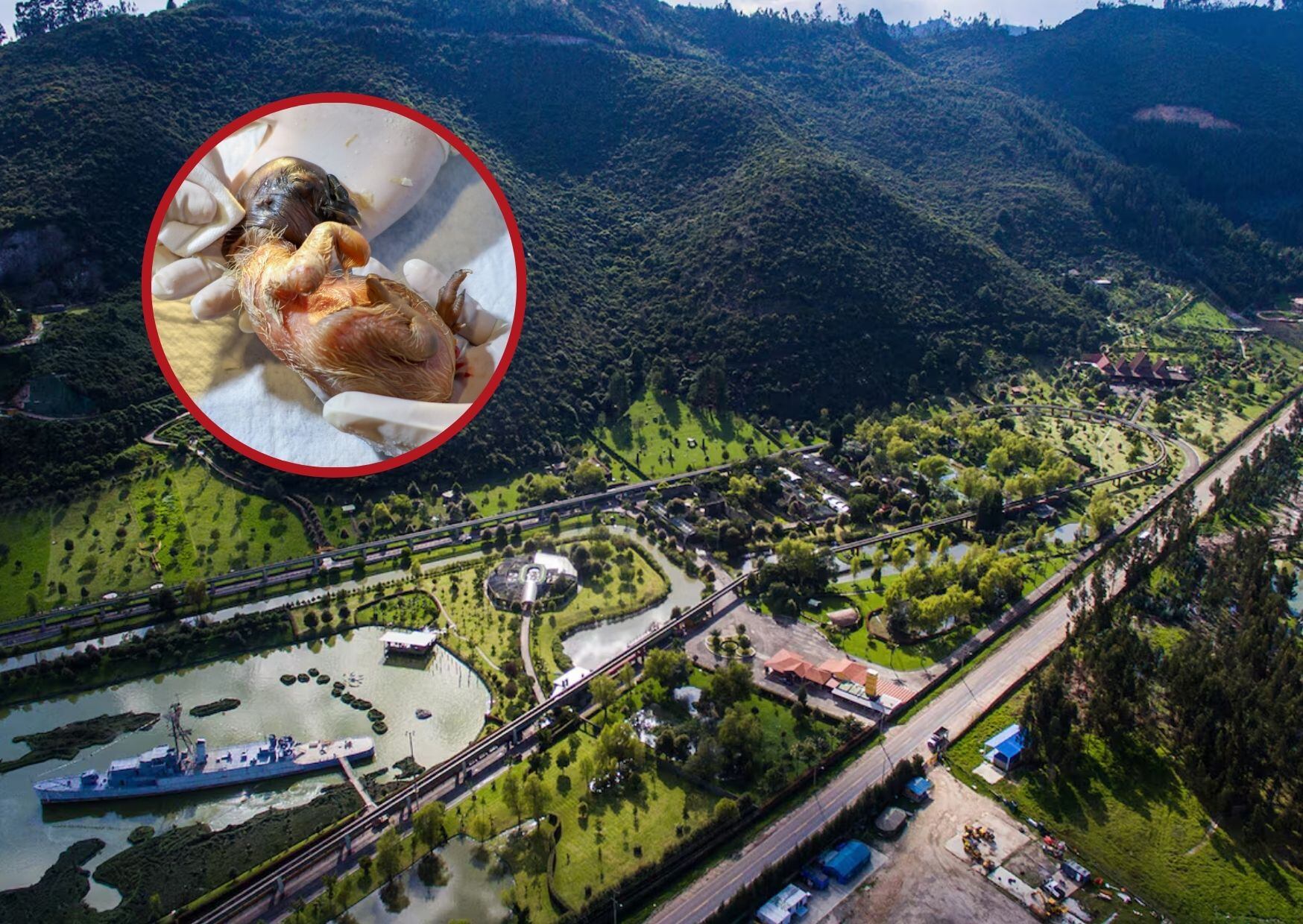Después de 12 años, nace cría de Cóndor de los Ándes en el Bioparque Wakartá de la Fundación Parque Jaime Duque