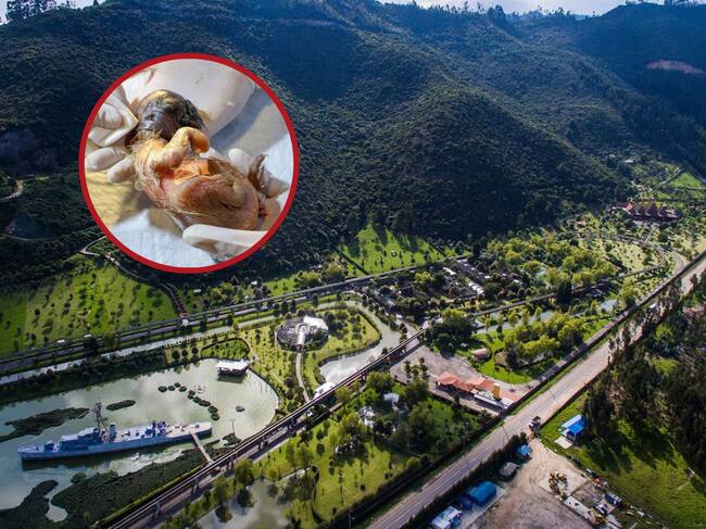 Después de 12 años, nace cría de Cóndor de los Ándes en el Bioparque Wakartá de la Fundación Parque Jaime Duque