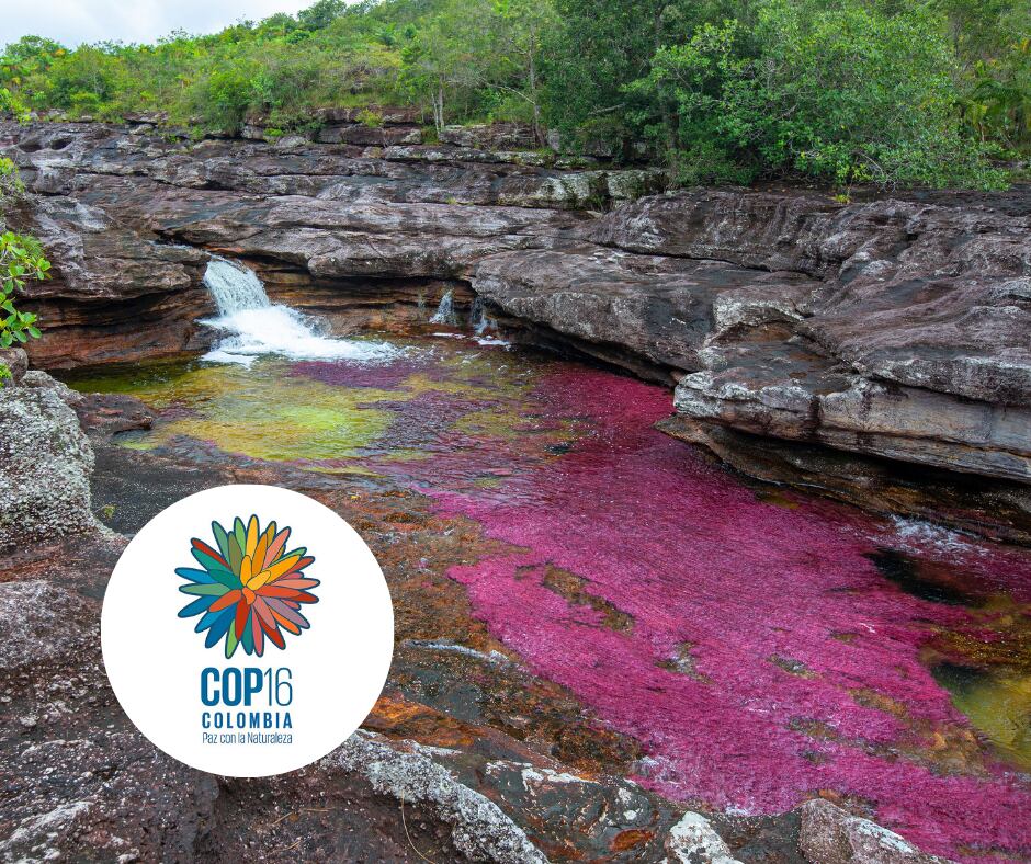 Caño Cristales y logo COP16 (Getty Images)