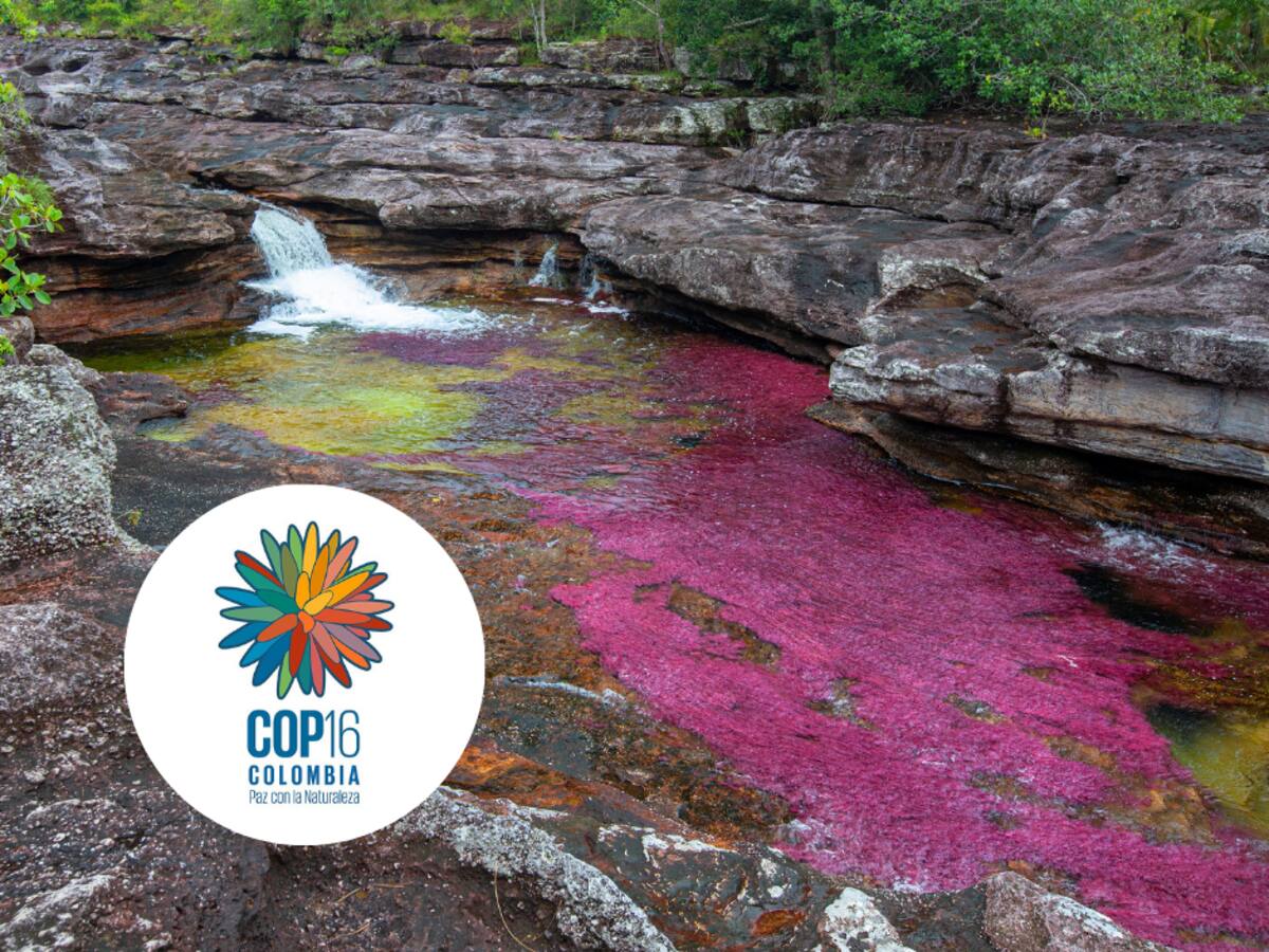 ¿Cuando inicia la COP16? Por primera vez en la historia se celebrará en Colombia