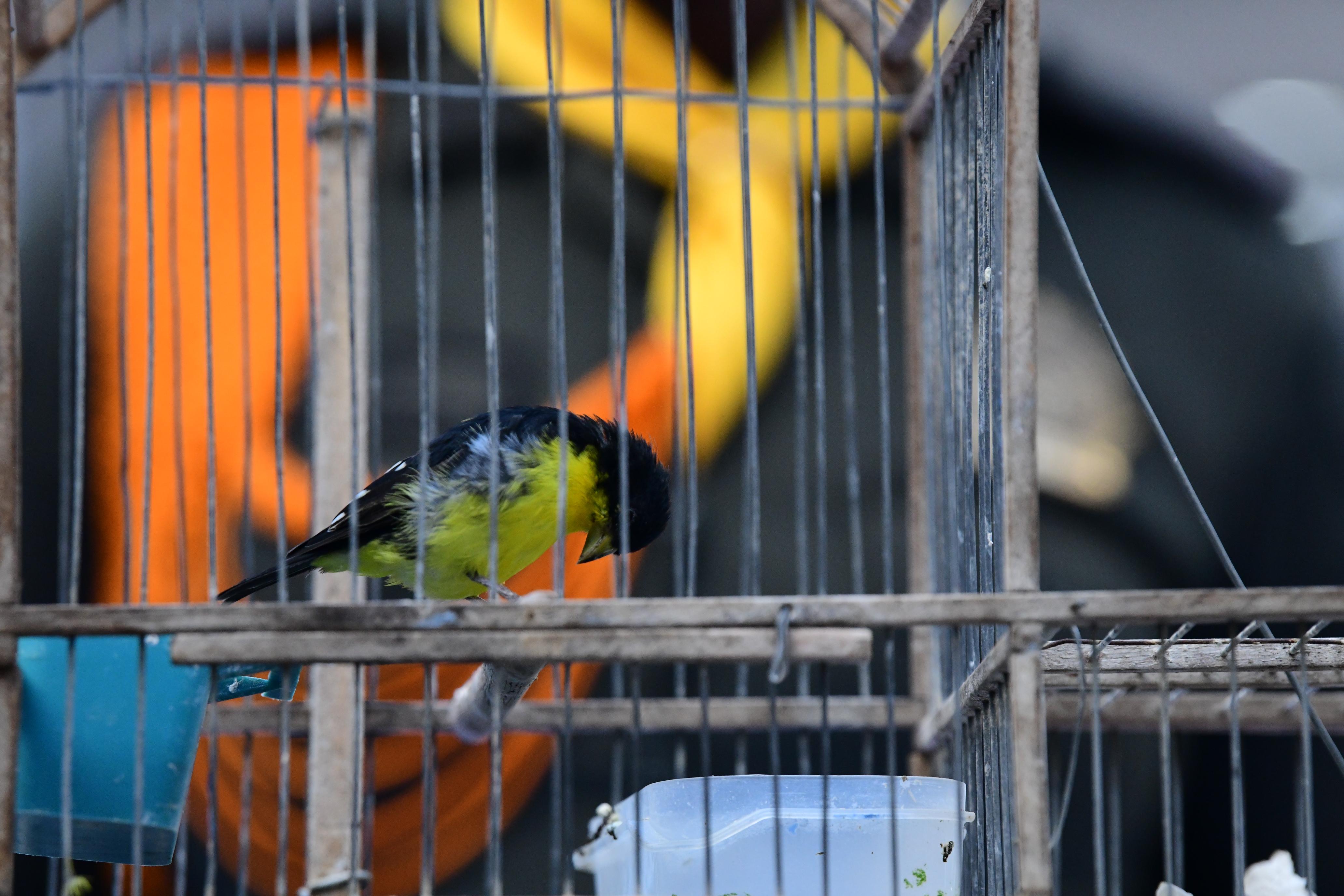 Especie en cautiverio. Foto: Policía Nacional