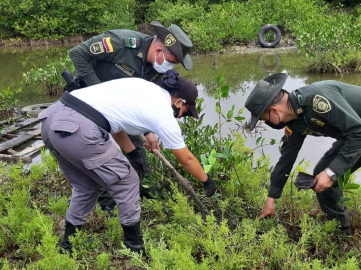 Recuperan 200 plantas de mangle en la Ciénaga de la Virgen de Cartagena
