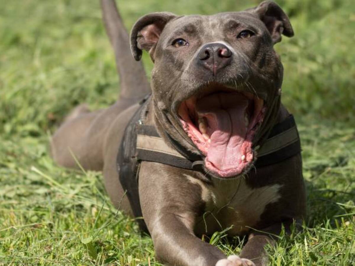 Corte prohíbe que perros peligrosos permanezcan en áreas comunes