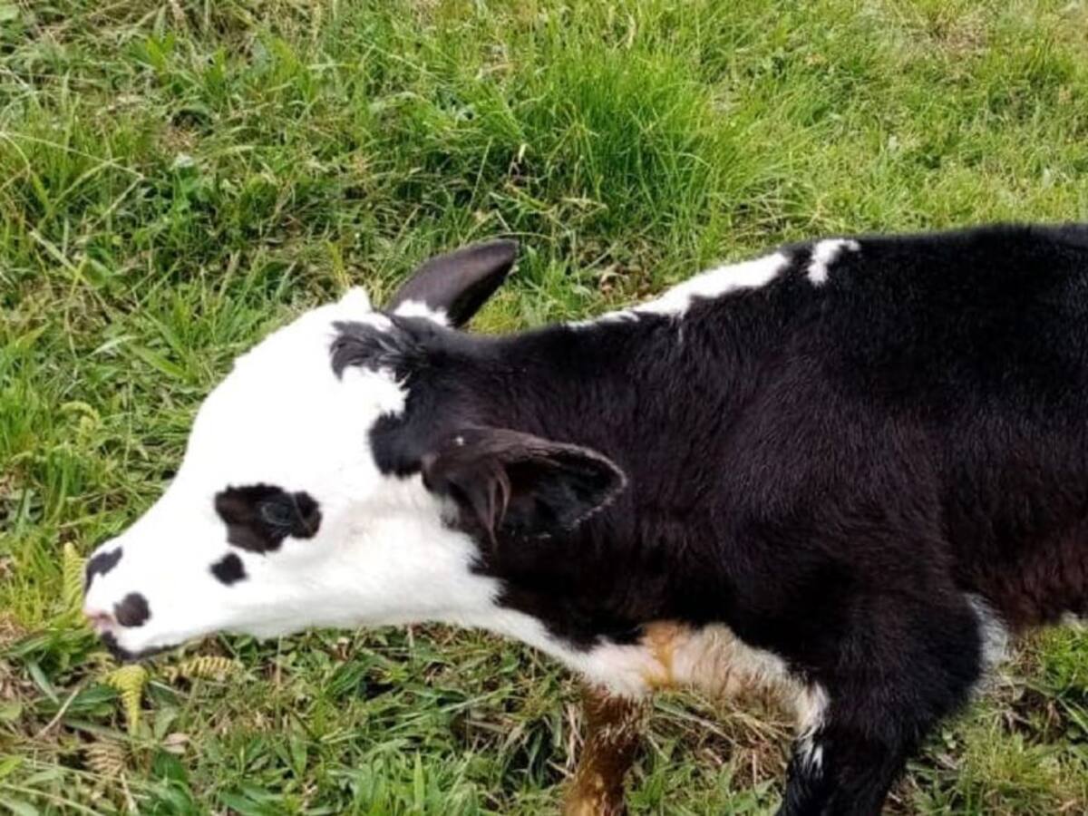 Nacieron dos terneros raza Normando en Villamaría