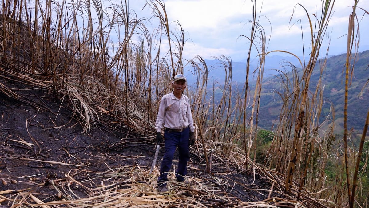 Productores reportan pérdidas superiores al 50% en cultivos por incendio en Villeta