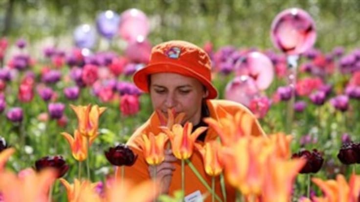 "Los aceites esenciales son la fuerza de la vida y el alma de la planta" Sandra Rodríguez