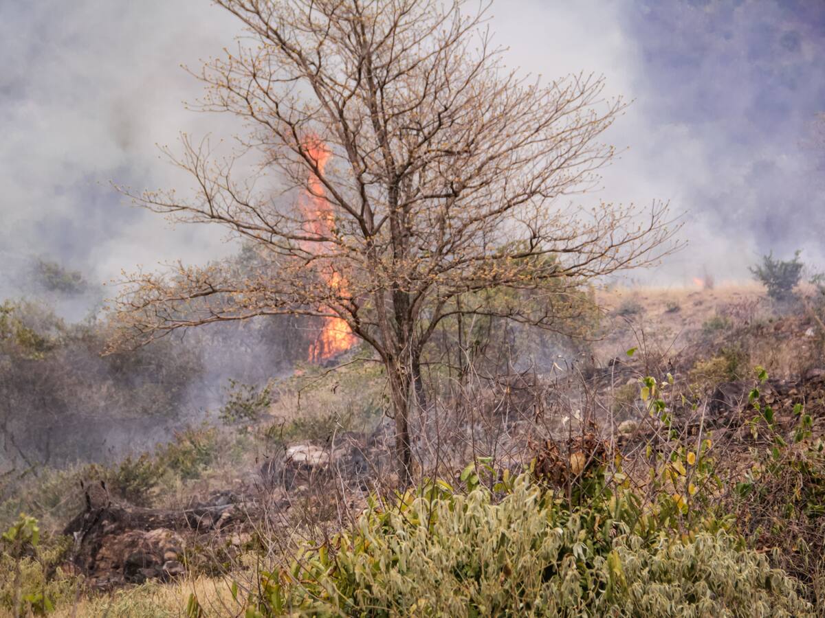 “Recuperación de zonas afectadas por incendios podrían tardar más de 10 años”: Cortolima