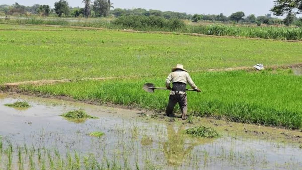 Propuesta de sustituir arroz por marañón genera críticas en el Congreso y de Petro