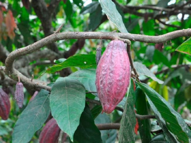 Impulsan cultivos de cacao en Norte de Santander