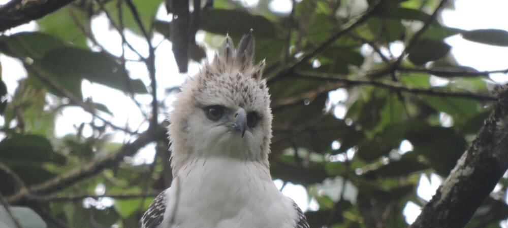 Aves en Medellín. Foto: cortesía Alcaldía de Medellín.