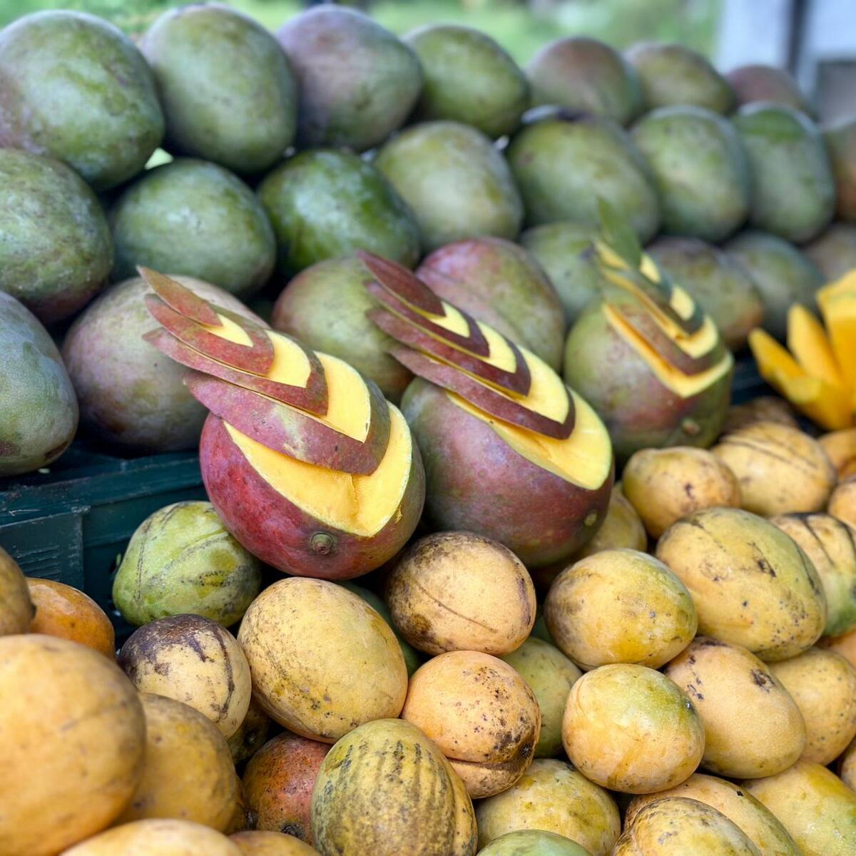Paiva celebró la versión XXVIII del Festival del Mango Santarosero