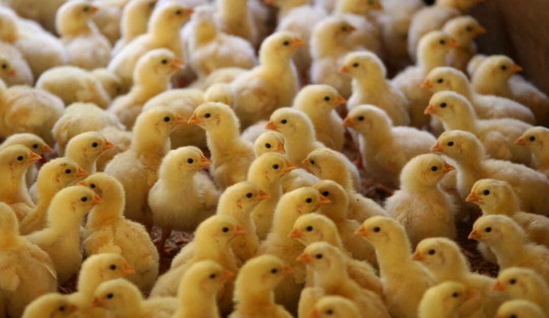 Pollitos - Imagen de referencia 