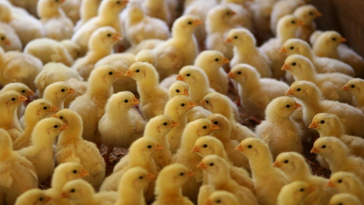 Más 105 mil pollitos bebé son llevados desde Cúcuta hacia Venezuela