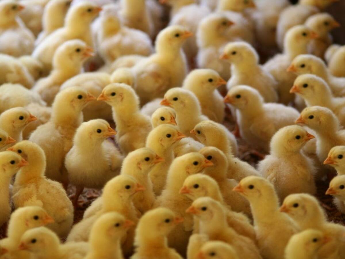 "60 millones de aves están en riesgo de muerte": Fenavi