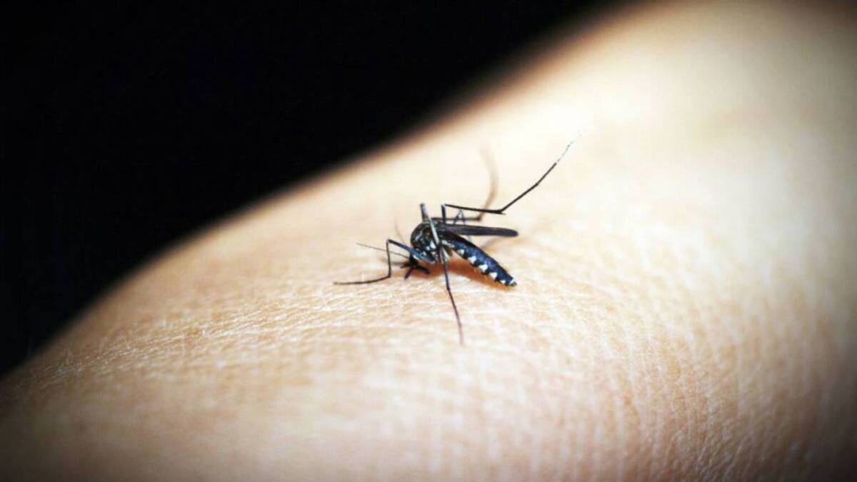 Alerta en Risaralda por aumento del 32 % en los casos de malaria