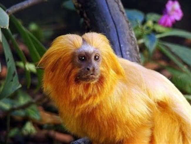 Hallan nueva especie de mico monógamo que vive en selvas del sur de Colombia