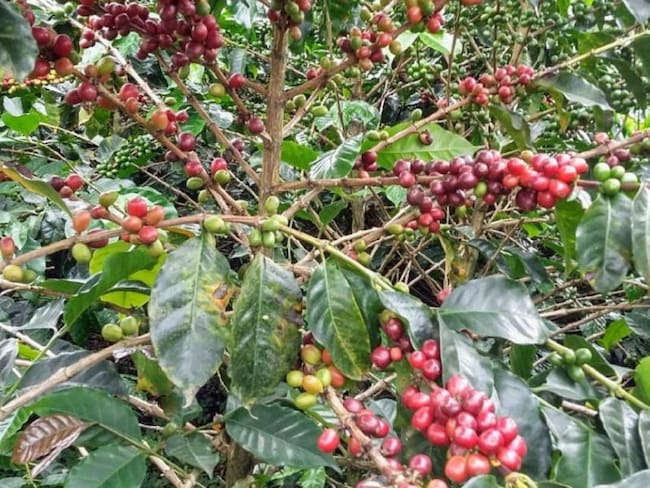Santander espera 15 mil recolectores para cosecha de café