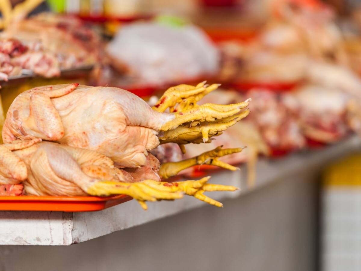 Invima confirma exportación de carne aviar colombiana a Cuba