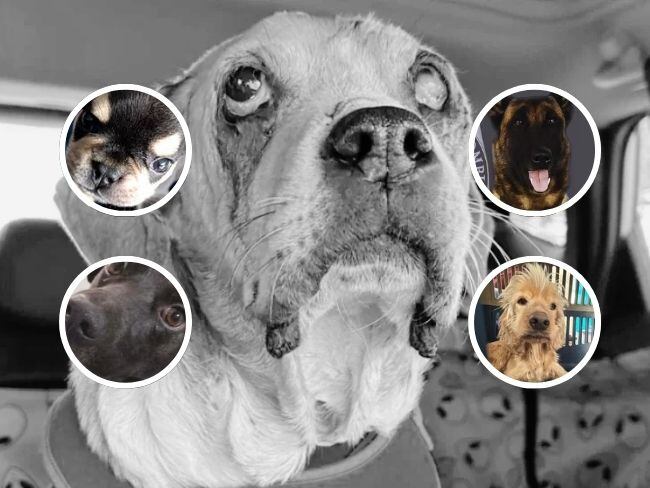 Ángel, Foto: Fundación Mi mejor amigo; Cosmo, Rodolfo, Odín y Sansón, Fotos: Suministradas.