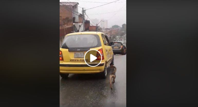 ¡Indignante! Mujer abandonó a su perro y la persiguió por 20 cuadras