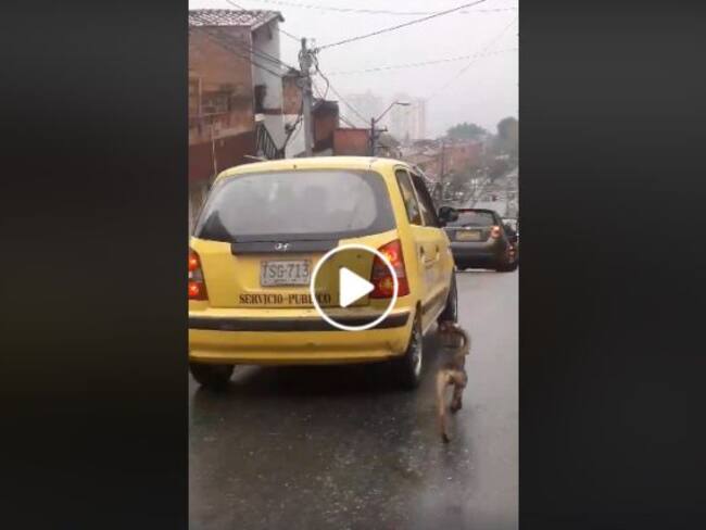 ¡Indignante! Mujer abandonó a su perro y la persiguió por 20 cuadras