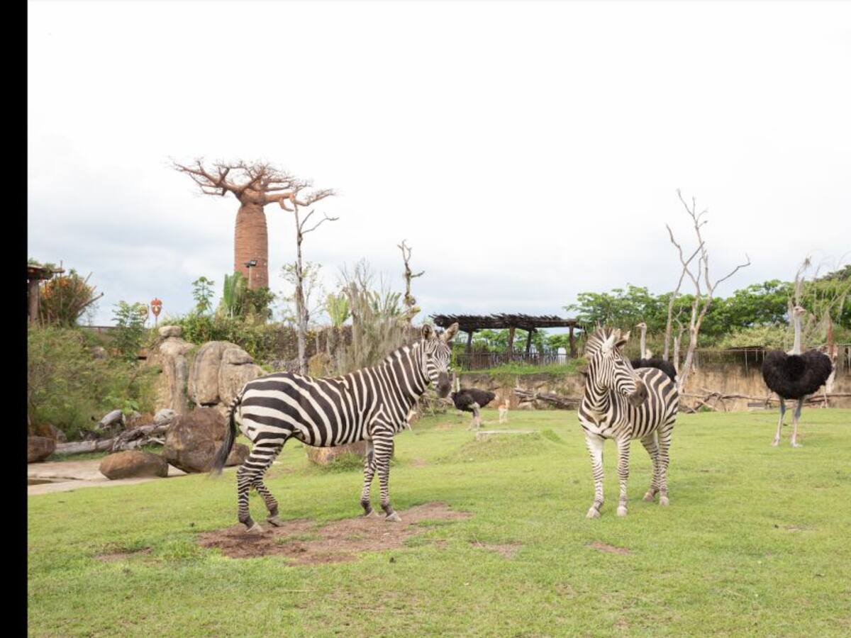 Bioparque Ukumarí el destino perfecto en el eje cafetero