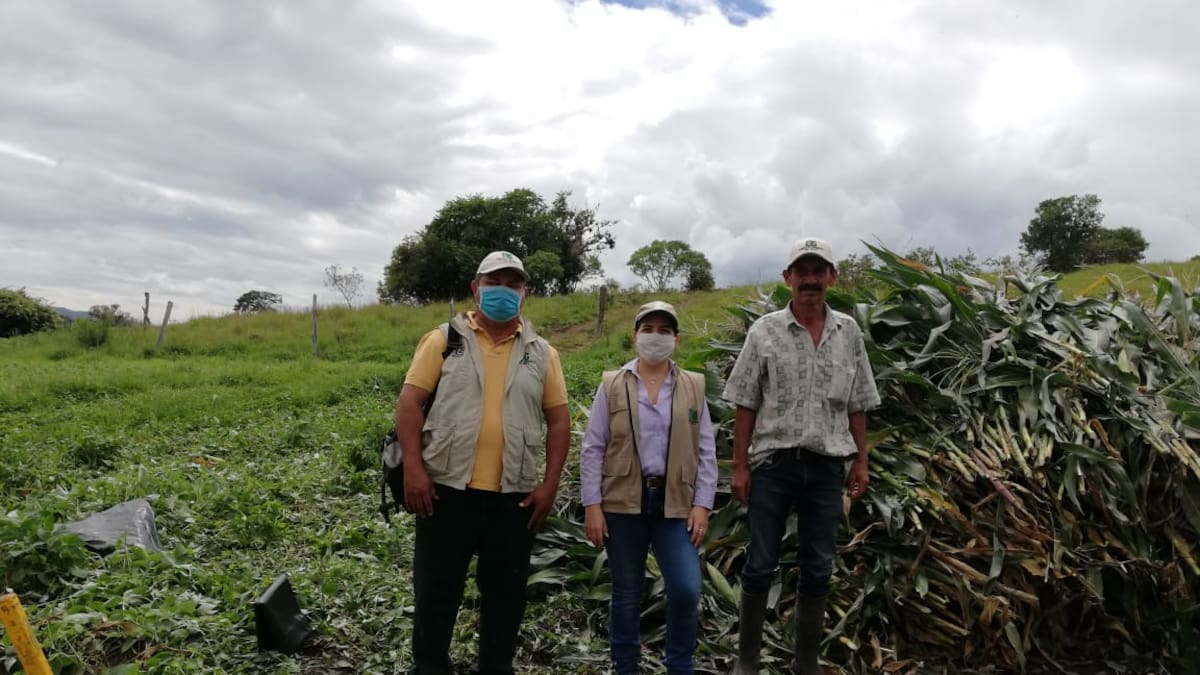 En el Huila se producirán más de 3.600 toneladas de alimento para ganado