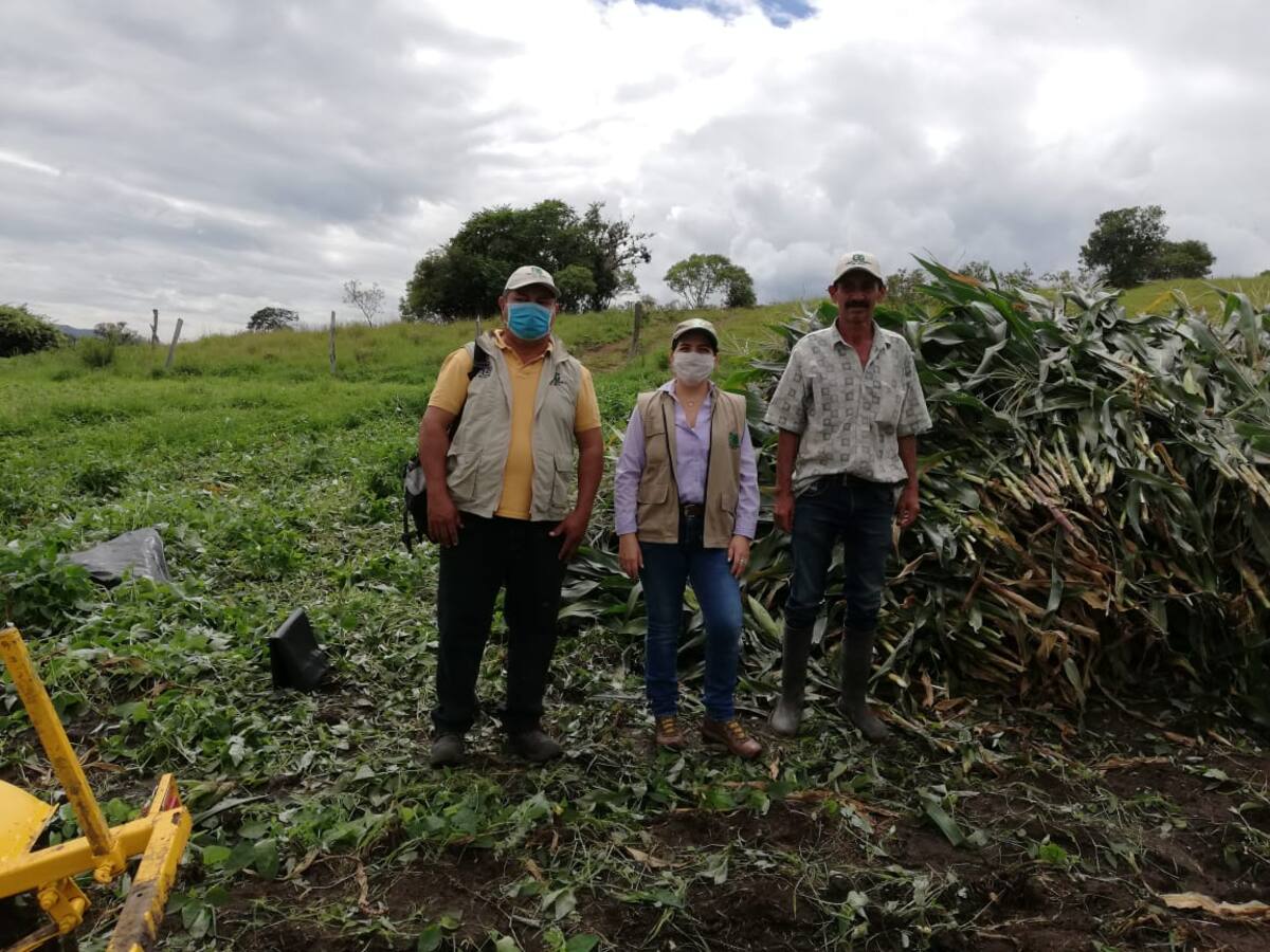 En el Huila se producirán más de 3.600 toneladas de alimento para ganado