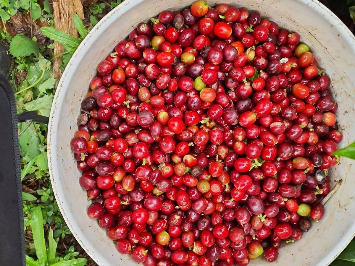 Cafeteros en Santander recibirán alivio por afectaciones del fenómeno de El Niño