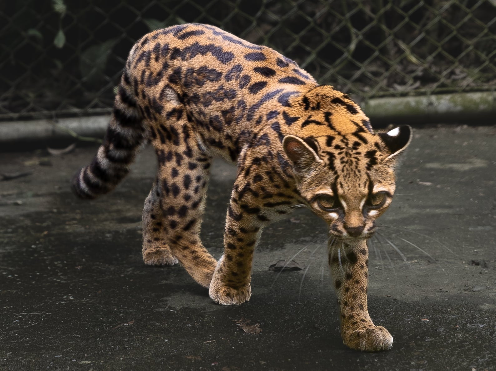Ejemplar de Leopardus tilcayo fotografiado en captividad en La Senda Verde, Bolivia. Crédito: Alessandro Verniani