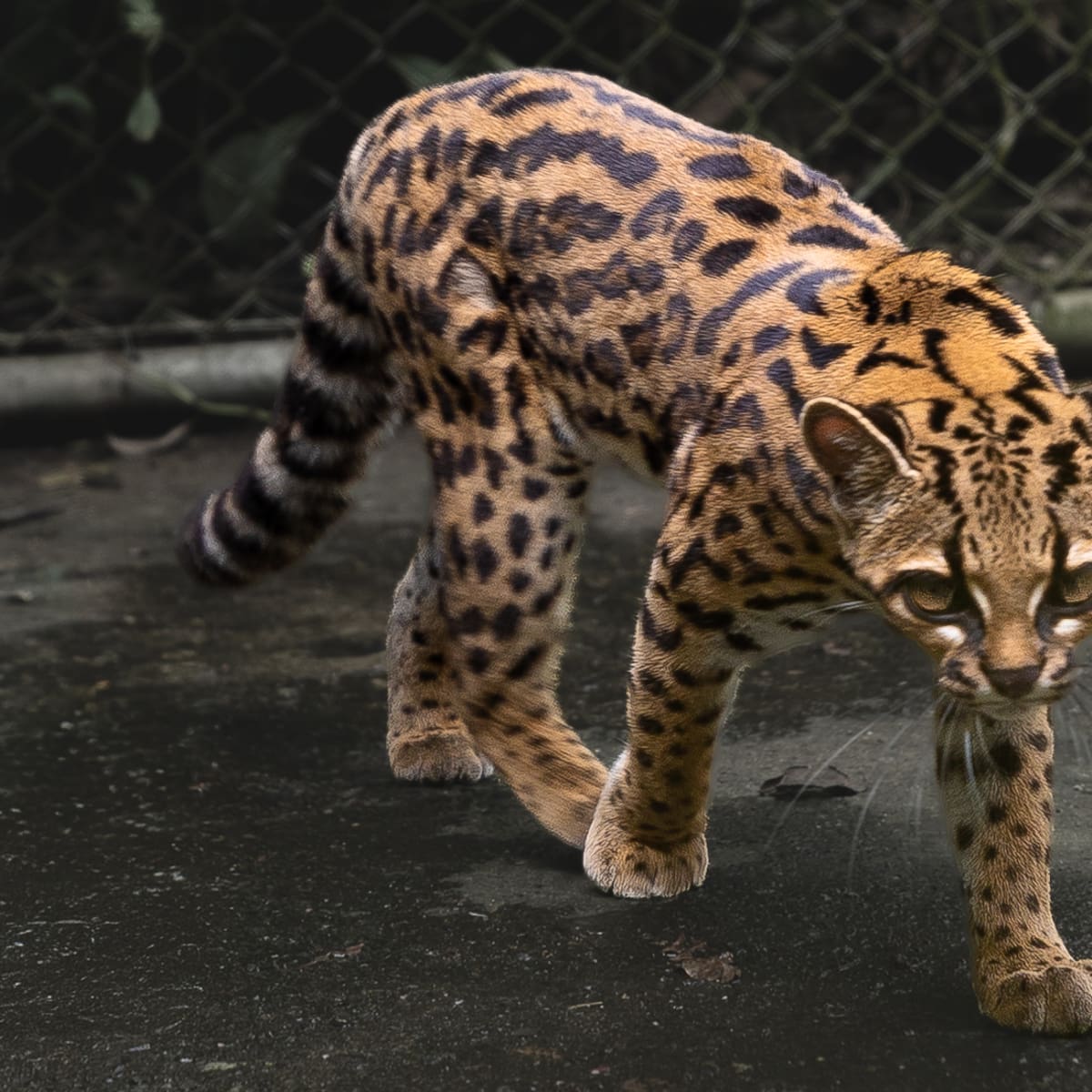 Descubren en Bolivia una nueva especie de felino, la primera en más de un siglo