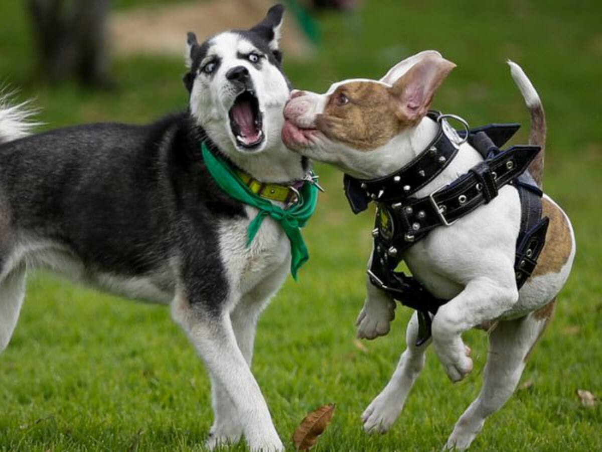 ¿Cuáles son los efectos de que haya más hogares con mascotas?