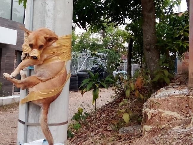 Capturarán al hombre que amarró a ‘Doky’ a un poste de luz con cinta
