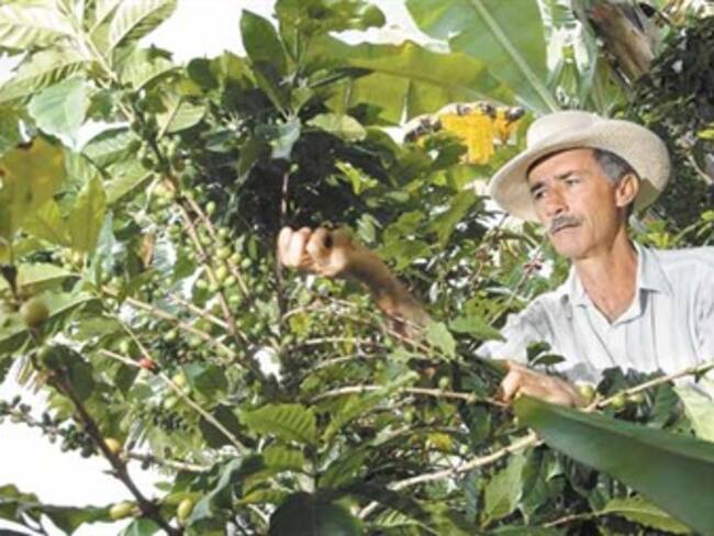 Los cafeteros sí están recibiendo los subsidios: Minagricultura
