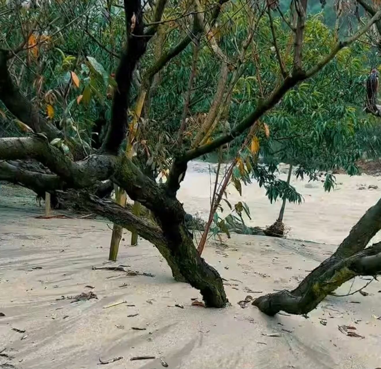 Lluvias dejan viviendas, cultivos y vías afectadas en Cácota, Norte de Santander. / Foto: Alcaldía.