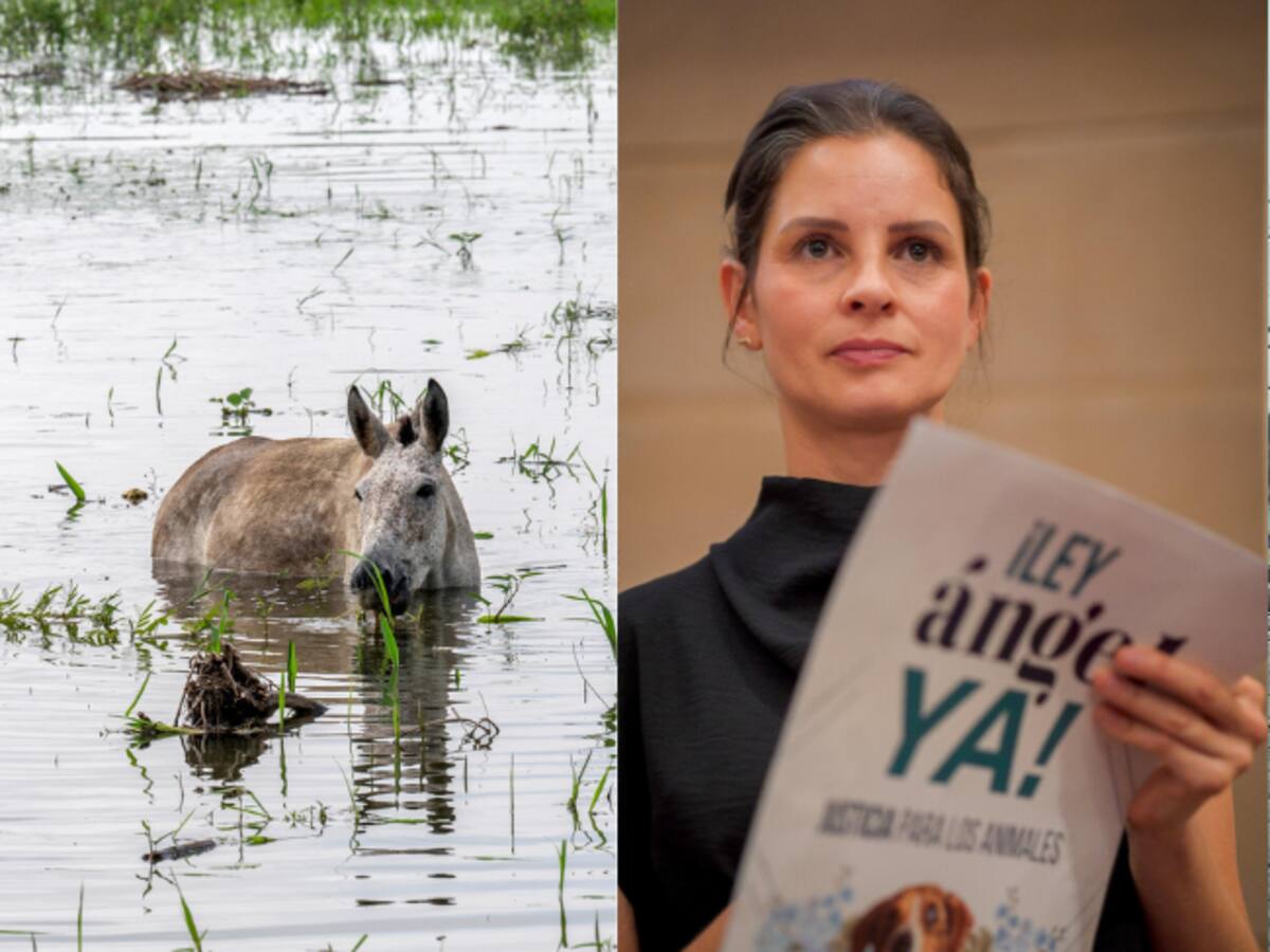 Protocolos se están quedando en el papel, los animales están desamparados ante inundaciones: Padilla