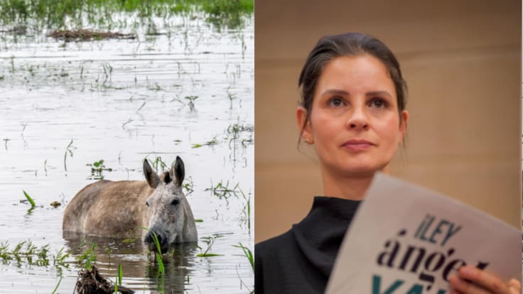 Los protocolos se están quedando en el papel, los animales están desamparados: senadora Padilla
