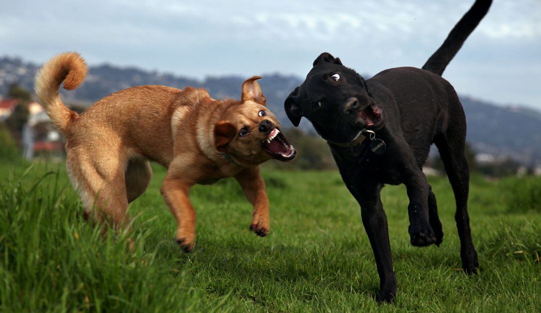 Camionero fue brutalmente atacado por perros bravos en Cundinamarca