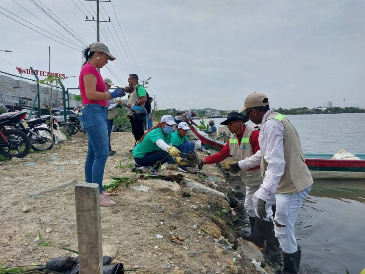 EPA Cartagena sembró 2.520 plántulas de mangle