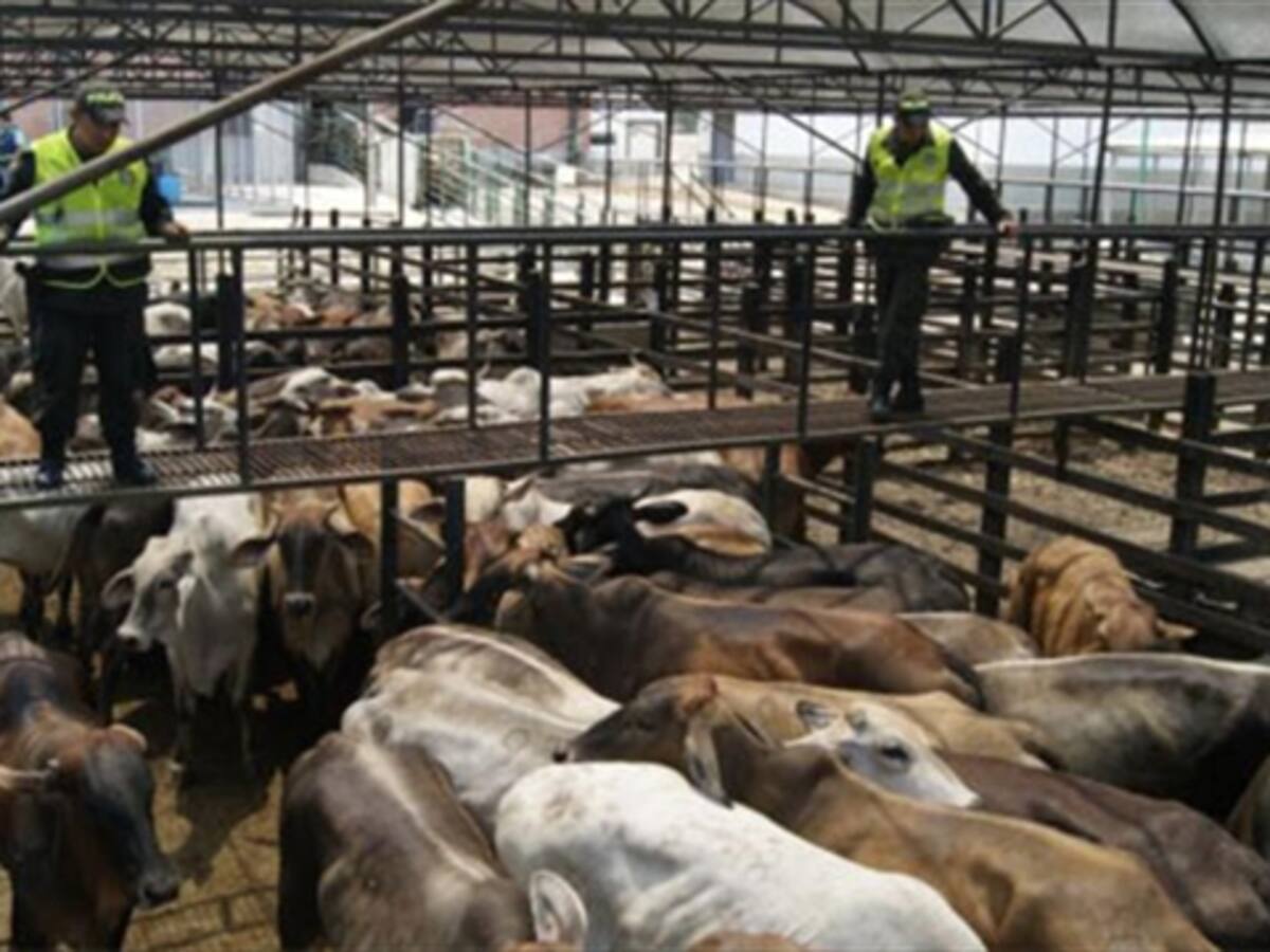 ​Fedegan seguirá administrando por 3 meses más el fondo del Ganado