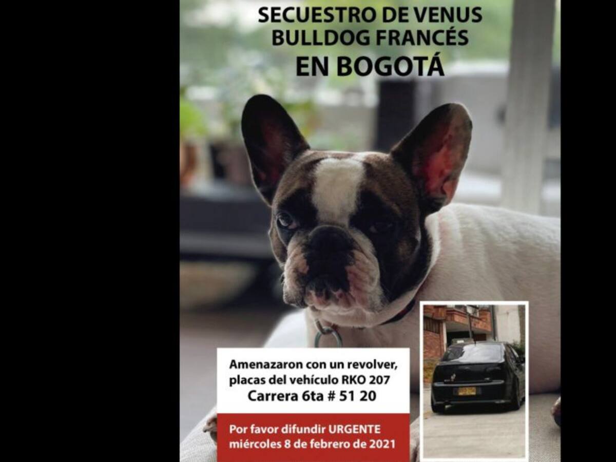 Con pistola y amenazas, le roban perrita a joven en Bogotá