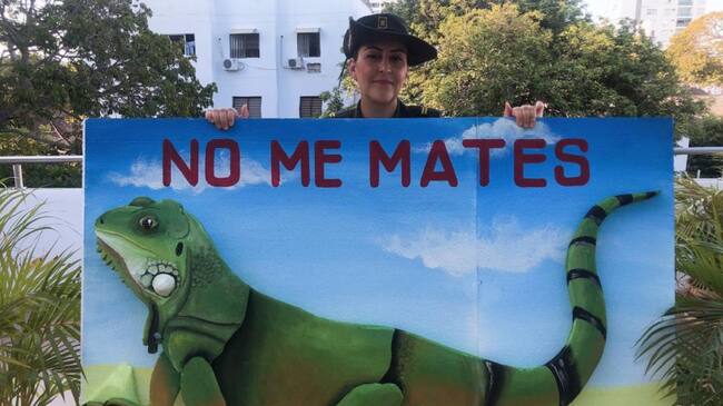 Campaña protección de iguanas