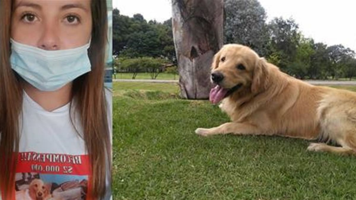 Una mujer deja su vida en Chile para buscar su mascota perdida en Colombia