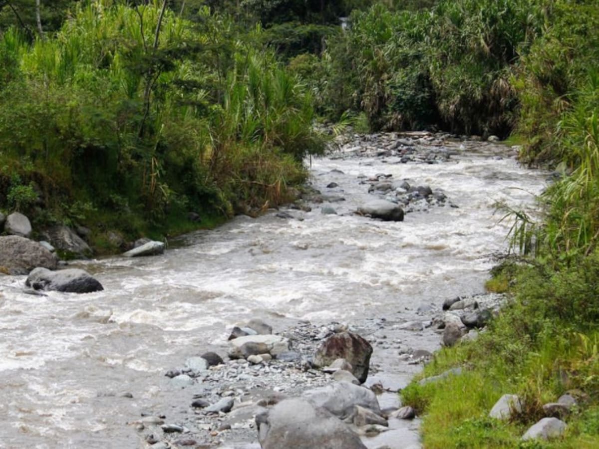 Ibagué le apostará a la siembra de más de 170 mil árboles en el año 2026