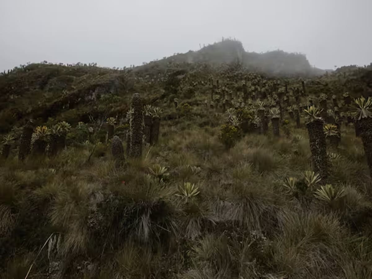 Cumbre en el Tolima definirá el futuro de la Cordillera de Los Andes