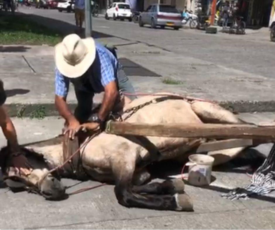 Caballo carretillero se desplomó en Quimbaya, Quindío. Foto: Cortesía ciudadanos