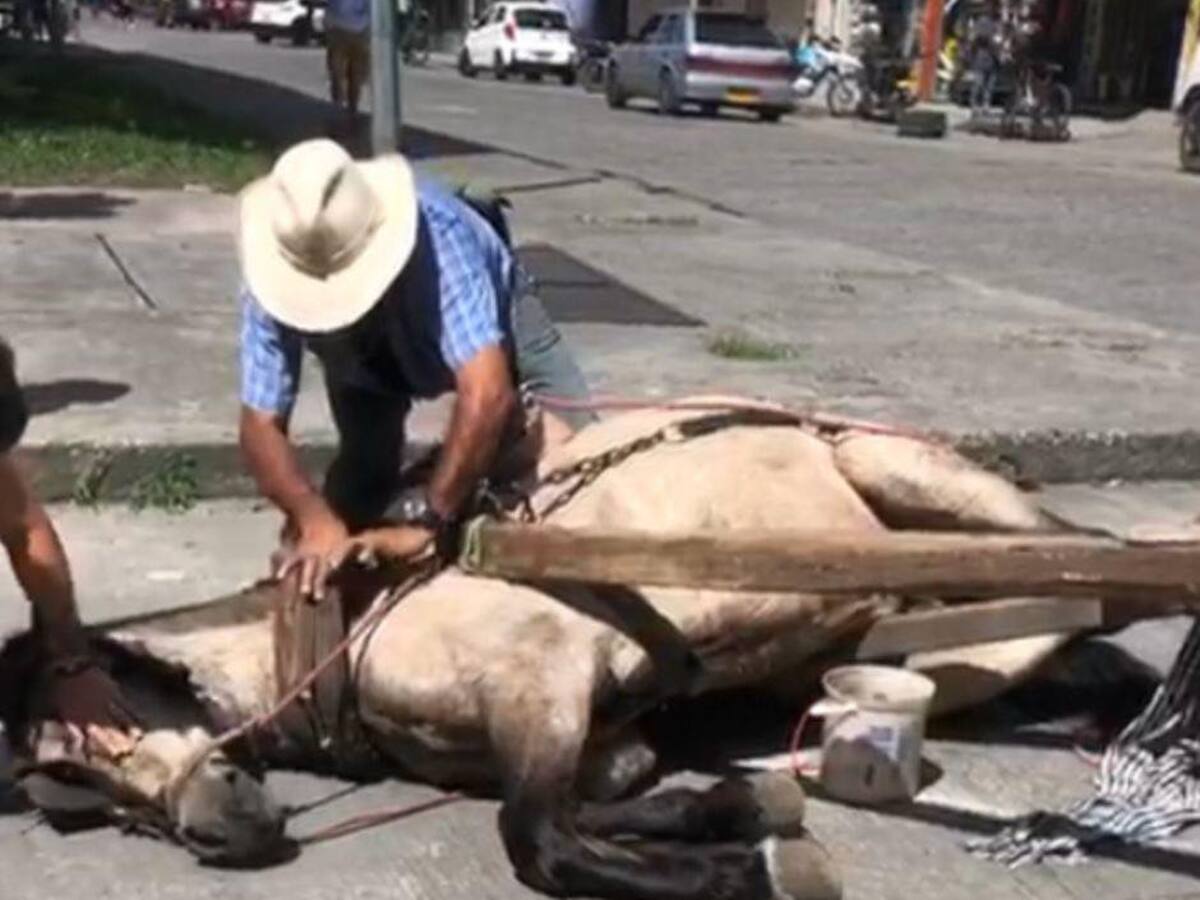 ¿Qué pasó con el caballo que se desplomó en plena vía pública del municipio de Quimbaya, Quindío?