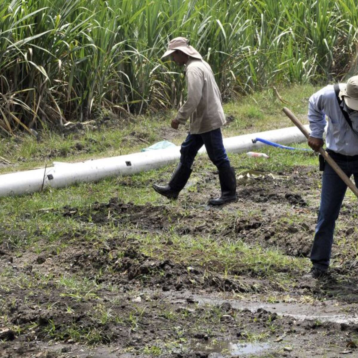 Sector cañero revela afectaciones por lluvia