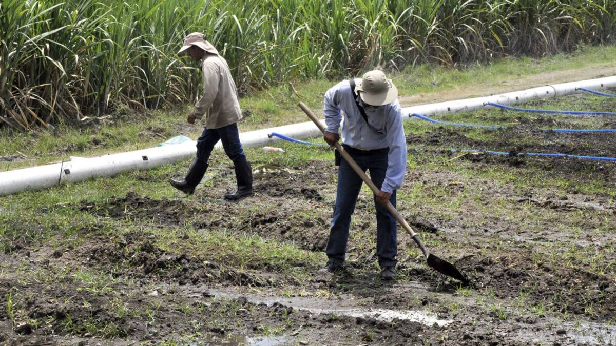 Sector cañero revela afectaciones por lluvia