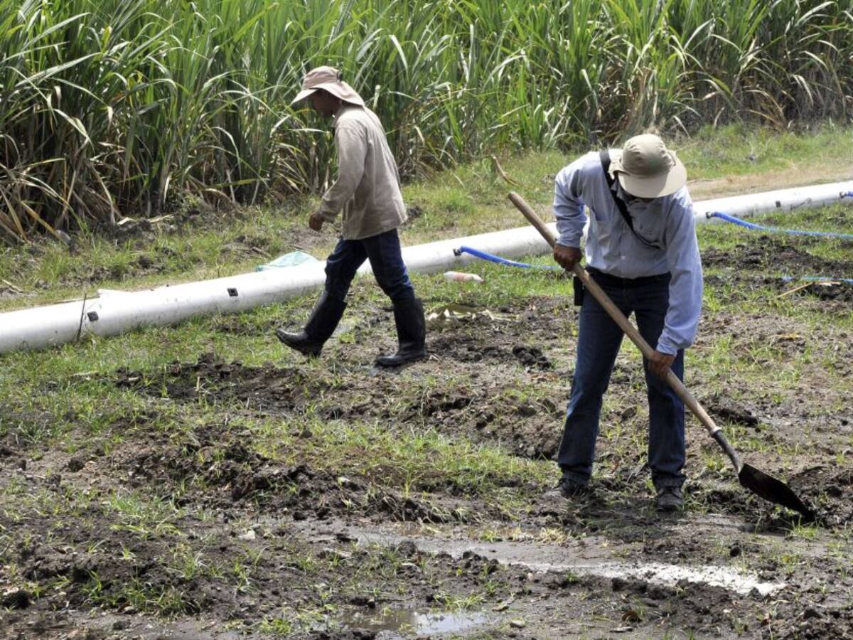 Sector cañero revela afectaciones por lluvia